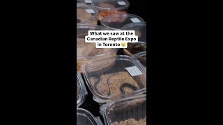 What we saw at the Canadian Reptile Expo in Toronto 😢 [upl. by Cottrell439]