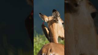 Oxpecker Bird Searching for parasite Wincent ZoNsC bird nature wildlife [upl. by Ennaesor]