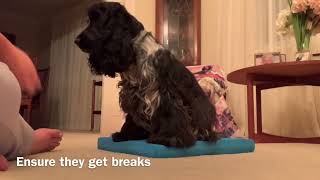 Front feet canine conditioning exercise  front feet up and down [upl. by Hetty]