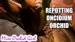 Repoting Oncidium orchid from coconut coir to bark and sphagnum moss [upl. by Terrel735]