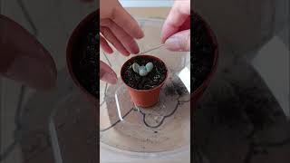 pachyphytum oviferum indoorgardening thanksforwatching pleasesubscribethanksgracias salamat [upl. by Zachary158]