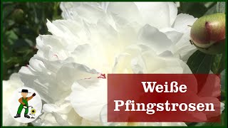 Weiße Pfingstrose im Garten [upl. by Violette]