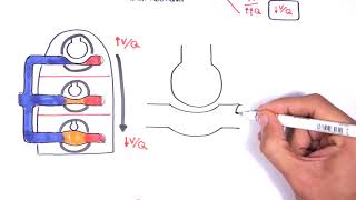 Respiratory System Physiology  Ventilation and Perfusion VQ Ratio Physiology [upl. by Enifesoj]