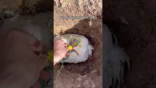 Funerary Process For My Pet Chicken shorts chickens funereal rubbereggs hope [upl. by Nylarej]