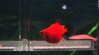 My Platy fish  Giving birth [upl. by Charlene]