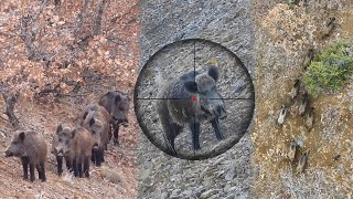 Breathtaking MASSIVE BOAR Hunts INCREDIBLE Rifle Shots Epic DRONE Chase hunting hog [upl. by Santa]