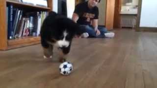 Bernese Mountain Dog puppy attacks ball [upl. by Eicyal]