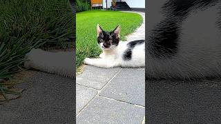 The cat eats grass until its ears shake [upl. by Eivlys]