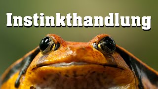 Instinkthandlung schnell erklärt [upl. by Enneite968]