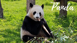 Sevimli PANDA  Bambu Yiyen Panda Tiergarten Schönbrunn  Schönbrunn Zoo [upl. by Imim]