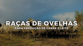 Raças de OVELHAS para a produção de Carne e Leite [upl. by Body601]