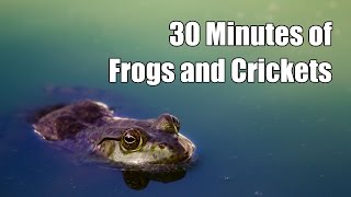 🐸 30 Minutes of Frogs and Crickets [upl. by Noizneb]