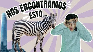 Conoce Animales Increíbles en el Zoológico de Santiago 🐯🦒  ¡Diversión para Niños [upl. by Iaka]