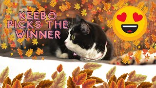 Keebo cat picks the winner for the calendar giveaway [upl. by Ramso]