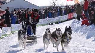 Schlittenhunderennen Clausthal Zellerfeld 2015 Harz [upl. by Aerdied]