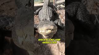 do you know Gustav 🐉 animals wildlife crocodile Gustav viralvideo [upl. by Enelez]