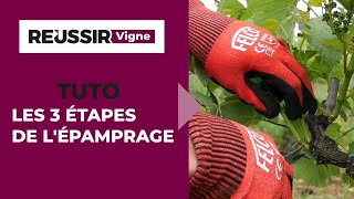 Les 3 étapes de lépamprage selon Simonit amp Sirch  Le Tutoriel réussir Vigne [upl. by Aible]