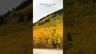 Natures masterpiece Fall at Boreas Pass 🍁 boreaspass breckenridge colorado fallfoliage fall [upl. by Derward]