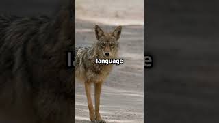 Facts About Coyotes [upl. by Giddings389]