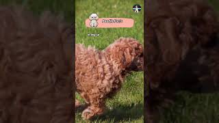 Poodle Facts shorts pets facts [upl. by Edmund286]