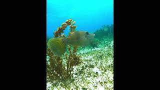 Scrawled Filefish fish filefish underwater coralreef scrawledfilefish [upl. by Simonne]