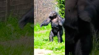 Amazing Chimpanzee Acting Like Human shorts funnyanimals [upl. by Ellimak272]