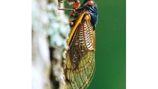 Whats That Buzzing Noise Cicadas In Bloom [upl. by Kcir]