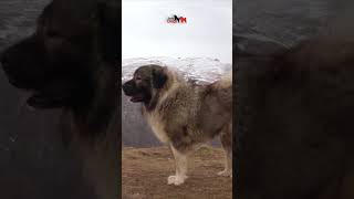 Big and strong parents of SIBIRIJA JOZO DOG dog dogs animals pets doglover jozodogs [upl. by Huckaby748]