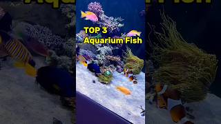 Top best aquarium fish 🐠for beginner shorts [upl. by Brower]