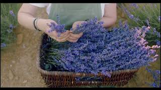 Profumo di Lavanda [upl. by Anisah]