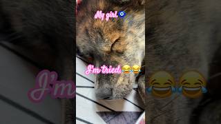 Sleeping beauty❤️🧿shortvideo doglovers [upl. by Burra]