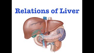 Anterior and Posterior Relations of the Liver [upl. by Arimaj]