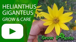 Helianthus giganteus  grow amp care [upl. by Esikram]