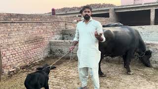 Waqar Bhinder For Sale Buffalo ❤️ [upl. by Ahsen495]