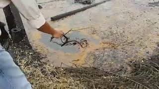 Indonesia Palm Acid Oil  Sludge oil [upl. by Eillim393]