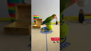 Bird Training  Smart lovebird Parrot  Smart Little Cute Parrot training smartparrot cute [upl. by Aikcin358]