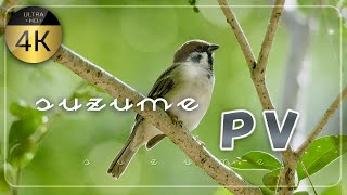 癒しのスズメたち｜ていねいなプロモーションビデオ【4K 60fps】Passer montanus [upl. by Ethbun]