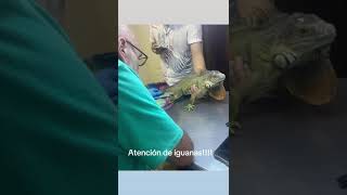 ATENDIENDO IGUANAS [upl. by Ened]