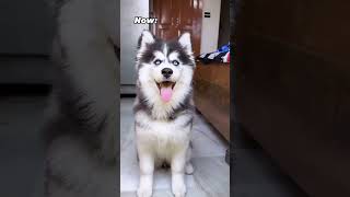 Transformation of husky puppy🐶🐶❤❤ viralvideo funny puppy trending shorts dog doglover [upl. by Bringhurst]