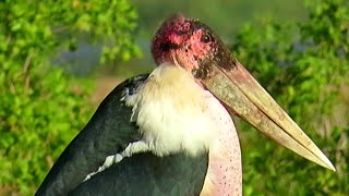 Marabou Stork  Amboseli Kenya [upl. by Yllier]