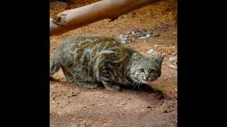 Andean Mountain Cat [upl. by Nnaid]