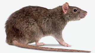 Mouse Rat Mice Ultra Sounic Repellent Sound  Kill Rats using mobile  Sóng âm 2000hz  HIGH PITCH [upl. by Girhiny]