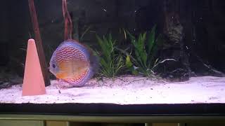 Piwowarski Curilenquer Discus Update [upl. by Nunci]