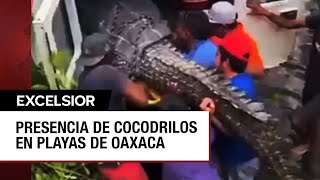 Alertan por la presencia de cocodrilos en playas de Oaxaca [upl. by Tneicniv]