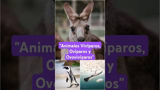 Vivíparos Ovíparos y Ovovivíparos [upl. by Brathwaite54]