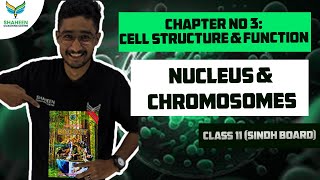 Nucleus And ChromosomesChapter 3Class 11 shaheencoachingcentersindhboard biologykarachiboard [upl. by Tennos]