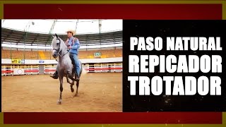 🐴✅ Tipos de Paso Natural Repicador y Trotador  Caballo Costarricense de Paso [upl. by Wilbur]