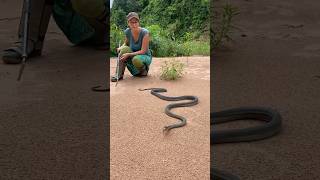 Are Black mambas aggressive No They have very toxic venom but they are shy snakes [upl. by Coltin]