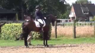 FRANZISKUS amp Ingrid Klimke  Westfalenwoche 2014  Warm Up [upl. by Yelsnik]