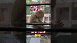 Sasuji Atta Dedo shorts monkeycomedytrending funny subscribe [upl. by Christin]